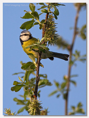 Blue tit - Parus caerulus