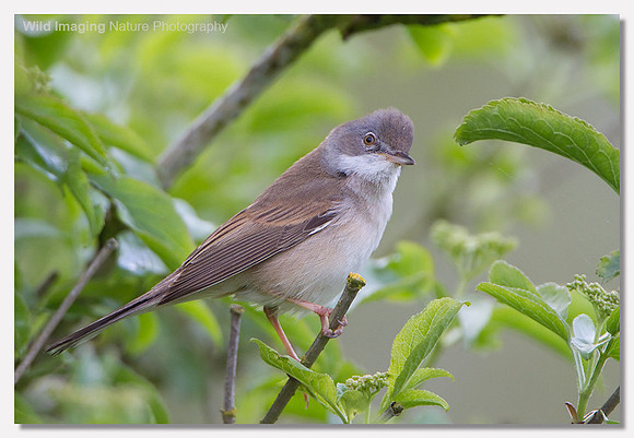 Whitethroat - Sylvia communis