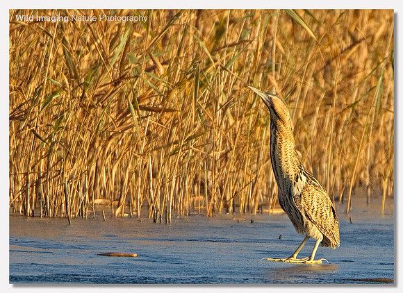 Bittern - Botaurus stellaris