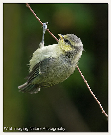 Blue tit - Parus caerulus