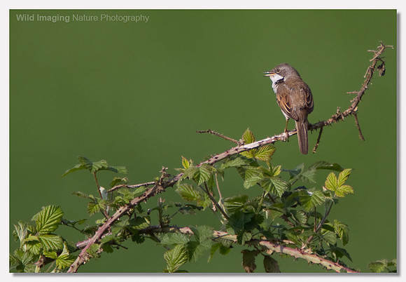 Whitethroat - Sylvia communis