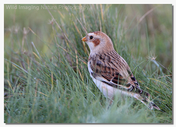 Snow bunting - Plectrophenax nivalis