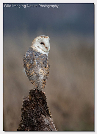 Barn owl - Tyto alba (captive bird)