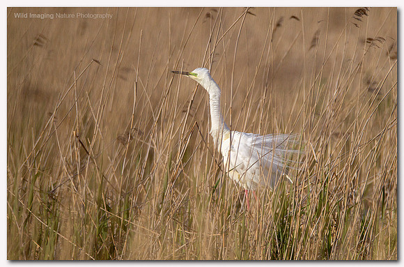 Great white egret - Ardea alba
