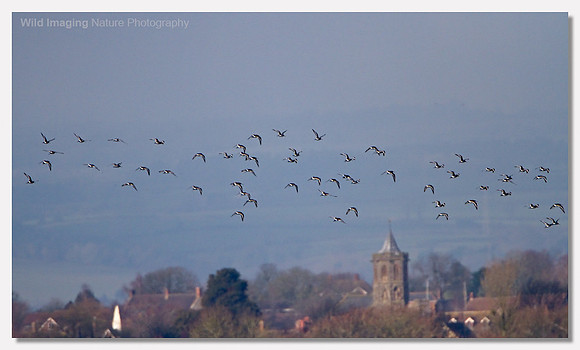 Black-tailed godwit - Limosa limosa