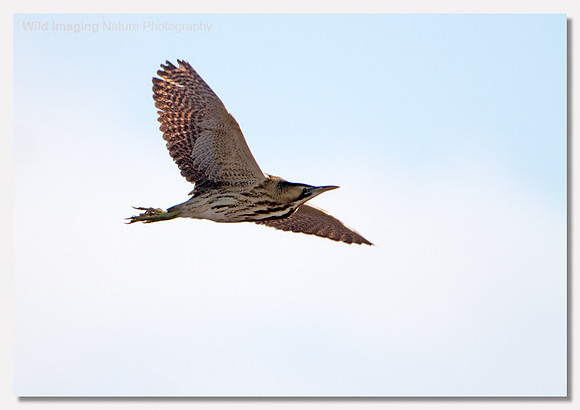 Bittern - Botaurus stellaris