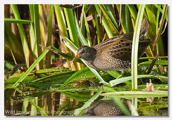 Spotted crake - Porzana porzana