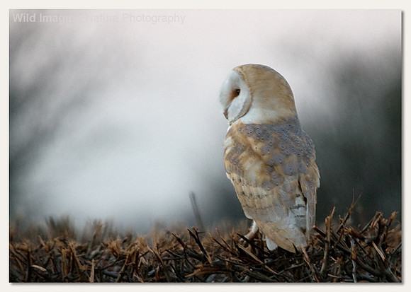 Barn owl - Tyto alba