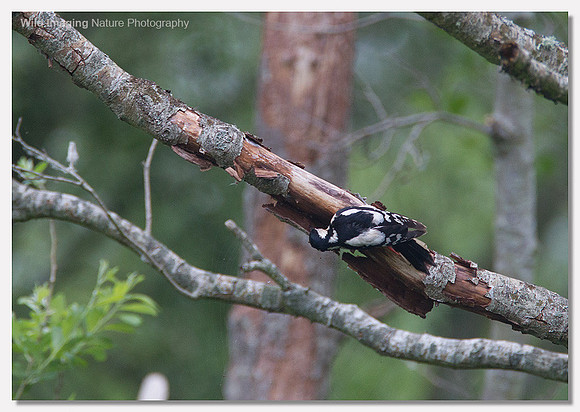 Great spotted woodpecker - Dendrocopos major